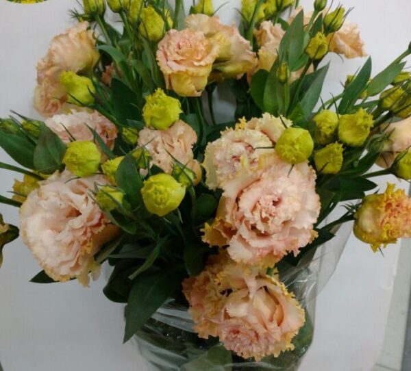 Lisianthus <br>Alisa Apricot