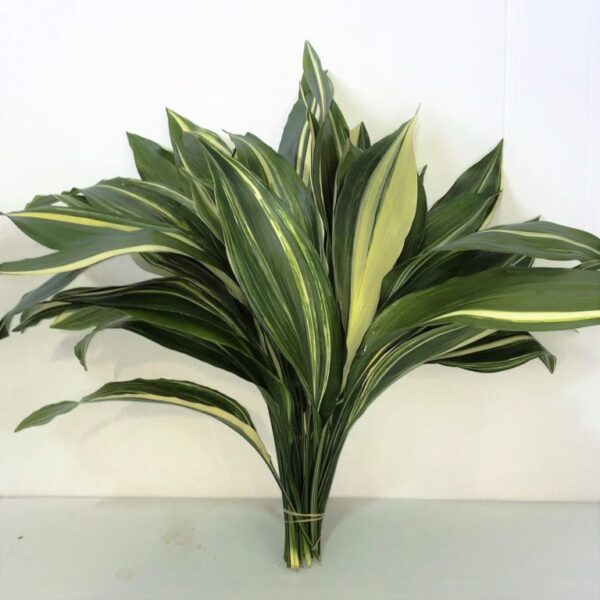 Aspidistra <br>Variegated