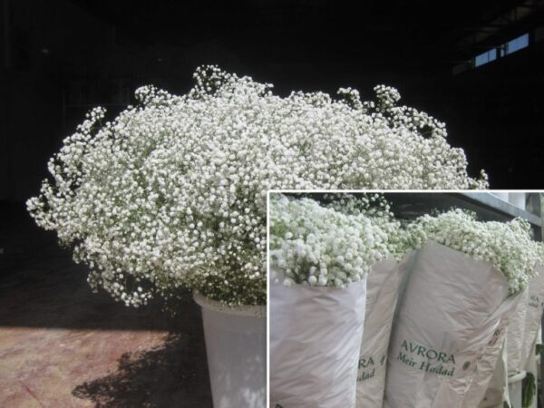 Gypsophila <br>Avrora