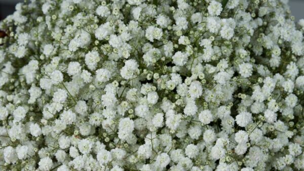 Gypsophila <br>Xlence