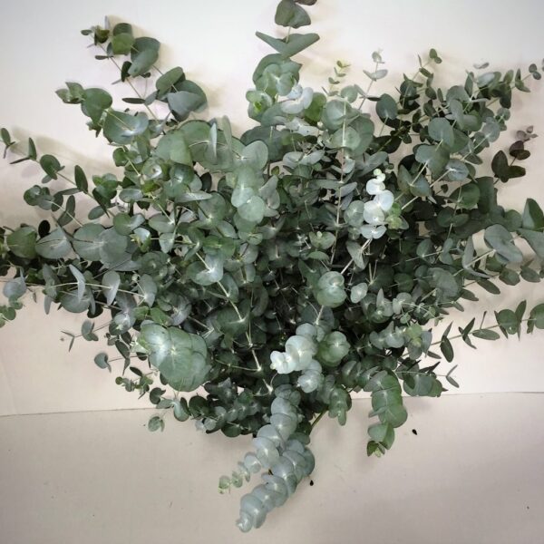 Eucalyptus <br>silver