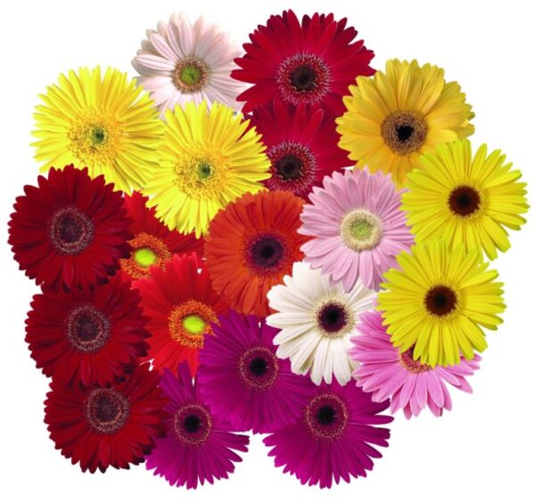 <br>Gerbera