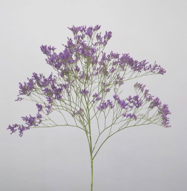 Limonium <br>Safora