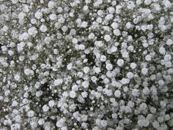 Mirabella <br>Gypsophila