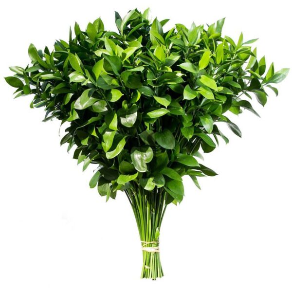 <br>Ruscus